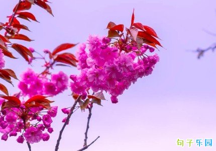 新年小文案 庆祝新年短句