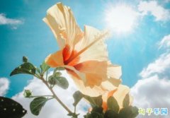 ���˳�����簲�� �������ŵ��簲���