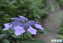 ���������İ�������Ȧ ��������˵˵