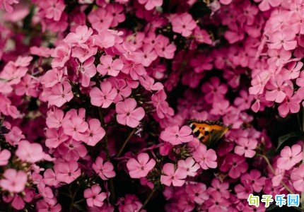 ���������İ� ����̤���İ��̾�