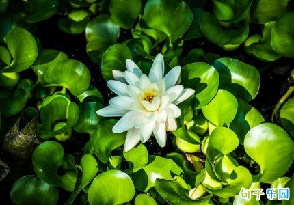 Խ��Խϲ�������ž���