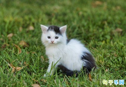 �ʺ����˽ڷ����İ���Ц�̾�