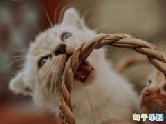 �ڲ��İ��̾����