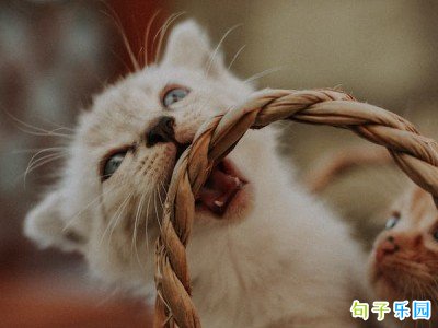 �ڲ��İ��̾����