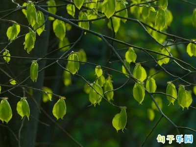 立夏文案高级 2023立夏朋友圈文案