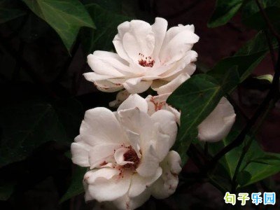 最近无风格顶级文案