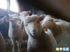 QQ��������Ĭ�İ�