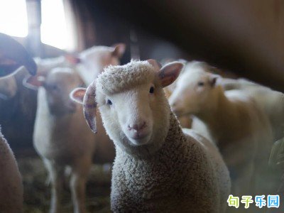 QQ随心贴幽默文案