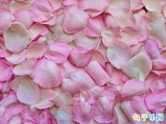 520���˽ڱ��׾��Ӽ��