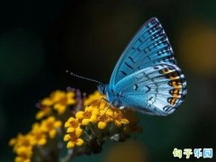 С�����ŵľ��� С��Ψ��ʫ�����