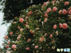 ����ʹ���Ŀ��ľ���