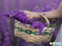 ������ľ��ӷ�����Ȧ31��