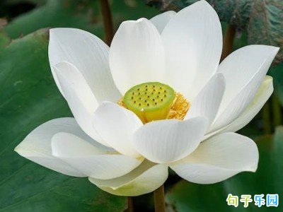 大暑说说文案 大暑适合发朋友圈的句子