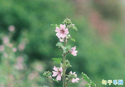 心如死灰句子简短精选33句 心如死灰句子简短精选33句