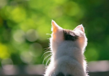 �����İ��̾�ɾ�������ѡ30��