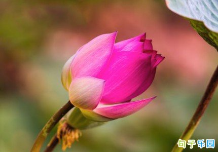 �������Ψ���ľ��Ӽ�̾�ѡ78��