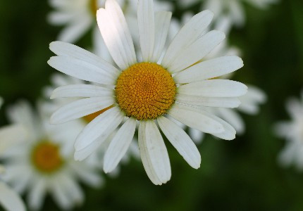 ��¶�İ�����Ȧ��ѡ54��