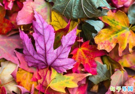 重阳节广告宣传文案简短