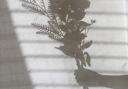 �����ܷ�����컨�弶��������İ�