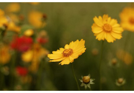 ���ڲ�����̬�õĸ߼�С���İ� �þò�����̬���İ�
