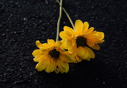 ��Ҳ�ز�ȥ�˾������ �ز�����ǰ��Ψ������
