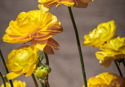 �ر����ѹ���˵˵��ͼ