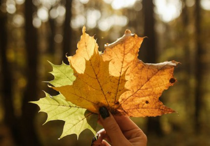 �����İ���Ұ��Ҫ�У���Ů��Ҳ�����ѡ14�䣩
