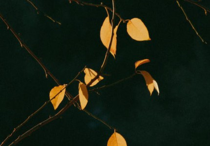 ������İ��̾�Ψ�����Ƽ�32�䣩