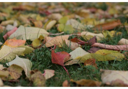 ѧ�����Һͽ����ܰ�����15�䣩