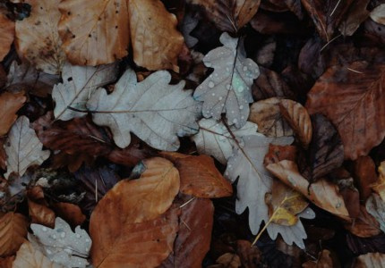 �̹����ĵı����İ�����ѡ43�䣩