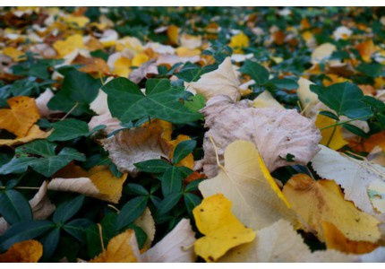 �ؼҵ���ܰ����Ȧ�̾䣨�Ƽ�11�䣩